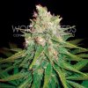 World of Seeds - Mazar x Great White Shark 3 ks - Semená neobsahujú THC