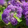 Agerát americký Red Sea - Ageratum houstonianum - semená - 30 ks