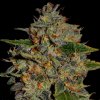 G13 Labs Seeds - Apple Crumble 5 ks - Semená neobsahujú THC