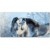 Foto obraz akrylové sklo Zima sivý kôň 100x50 cm