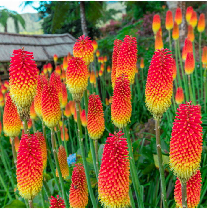 Mnohokvet červeno-žltý - Kniphofia - Kleopatrina ihla - voľnokorenné sadenice mnohokvetov - 1 ks