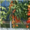 Paradajka Charmant F1 - Solanum Lycopersicum - semená - 10 ks