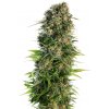 Sensi Seeds Semená kanabisu Hindu Kush Automatic® feminizované, 3-10 ks 10 ks