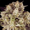 Paradise Seeds - Durga Mata II CBD 3 ks - Semená neobsahujú THC
