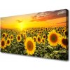 Obraz na plátne Slnečnica 100x50 cm