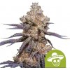 Royal Queen Seeds Semienka kanabisu Mexican Rush Auto 5 ks