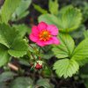 Jahodník stáleplodiaci Toscana F1 - Fragaria ananassa - semena jahodníka - 10 ks
