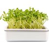 Toraf Microgreens semínka na klíčky - Slunečnice 20 g