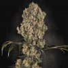 Paradise Seeds - White Berry 3 ks - Semená neobsahujú THC
