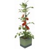 Gusta Garden TOM TOMATO Štandardný samozavlažovací kvetináč, tmavozelený GG-103610