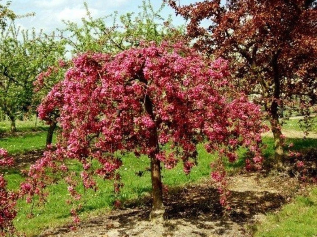 Okrasná jabloň Royal Beauty na kmienku 180-200 cm, kont. 15 l