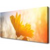 Obraz na plátne Slnečnica 100x50 cm