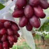 Vinič Queen Seven bezsemenný stolový najsladšie hrozno na svete.