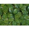 Umelý živý plot FITTONIA SOFT, sada dielcov pre 1x3m