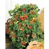 ReinSaat Cherry paradajka 