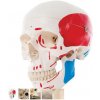 Classic Human Skull Model, painted, 3 part (Anatomické modely)