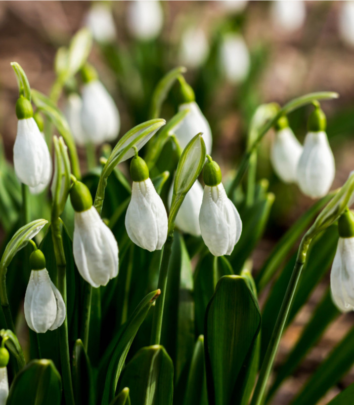 Snežienka plnokvetá - Galanthus nivalis double - cibuľoviny - 3 ks