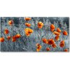 Foto obraz akrylové sklo Poľný mak 100x50 cm