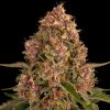 Barney´s Farm - Pink Kush 1 ks - Semienka neobsahujú THC
