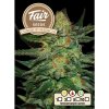 FAIR SEEDS Cure BuD Medical semena neobsahují THC 10 ks