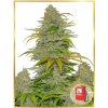 Mr. Hide Seeds - Auto Diesel Mass 3 ks - Semená neobsahujú THC