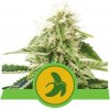 Royal Queen seeds Fat Banana Automatic neobsahují THC 10 ks