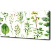 Foto obraz na plátne Bylina a burinu 100x50 cm