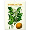 NOTIQUE Nástenný kalendár Vintage plagáty – herbár 2026, 33 x 46 cm