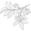 Alteya Ylang-Ylang olej 100% Bio 10 ml