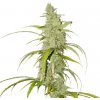 Super Sativa Seed Club - Auto Creeper 8 ks - Semená neobsahujú THC
