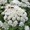 Mrkva Wildform - Daucus carota - semená - 250 ks