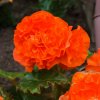 Begónia Nonstop F1 Orange - Begonia tuberhybrida - semená - 20 ks
