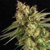 Eva Seeds - Lemon King 9 ks - Semená neobsahujú THC