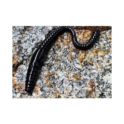 Libra Lures Dying Worm 7cm Black 040 15ks