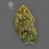 The Bulldog Seeds - Skittlez Auto 5 ks - Semená neobsahujú THC.