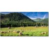 Foto obraz akrylový do obývačky Ovce v Tatrách 100x50 cm