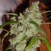 Mr. Nice - Mango Widow (Mango x Widow) regular 15 ks - Semienka neobsahujú THC
