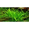 Sagittaria subulata In-Vitro 1-2 Grow!