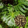 Semená Monstera deliciosa 5 ks