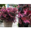 Loropetalum čínske Fire Dance, výška 20-30 cm, kvetináč 2 l