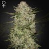 Green House Seed - HighCloudZ Auto 1 ks + 1 ks ZDARMA Kings Juice Auto - semená neobsahujú THC