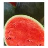 Melón vodný F1 Lajko - Citrullus lanatus - predaj semien - 5 ks