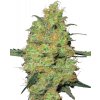 Sensi seeds Master Kush 0% THC Balenie: 3 ks