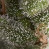 Pyramid Seeds Auto Fresh Candy semena neobsahuji THC 50 ks