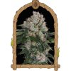 Artic Flurry - feminizované semená, 5 ks, Exotic Seed