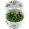 Tropica Anubias ‘Mini Coin’ 1-2-Grow