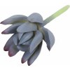 Umelý sukulent lotos Eševéria Colorata 10 cm