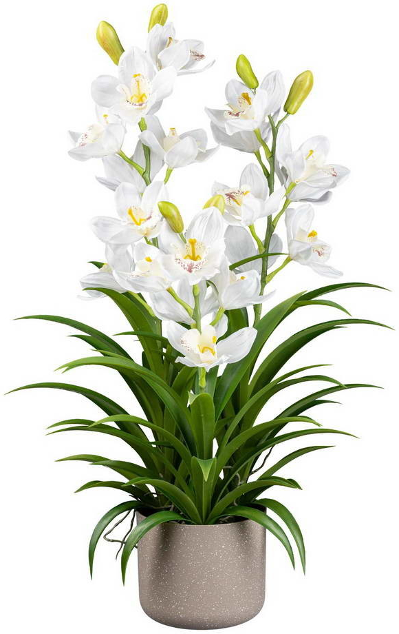 Cymbidium biela v kvetináči, 70cm