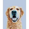 zuty Maľovanie podľa čísel - Zlatý retriever, 80x100 cm, vypnuté plátno na rám (8596530011873)