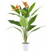 Strelitzia v kvetináči, 2 kvety, 80cm
